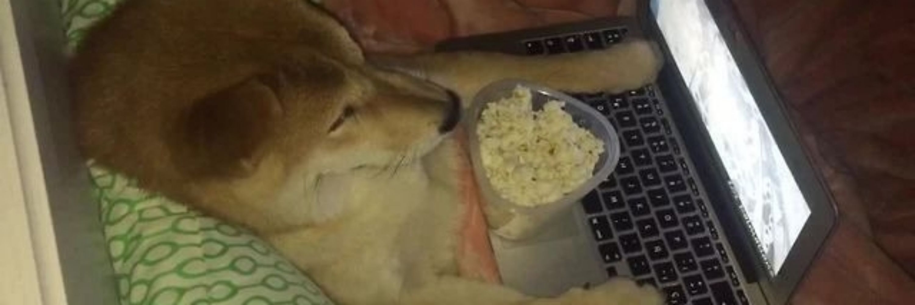 shiba prince