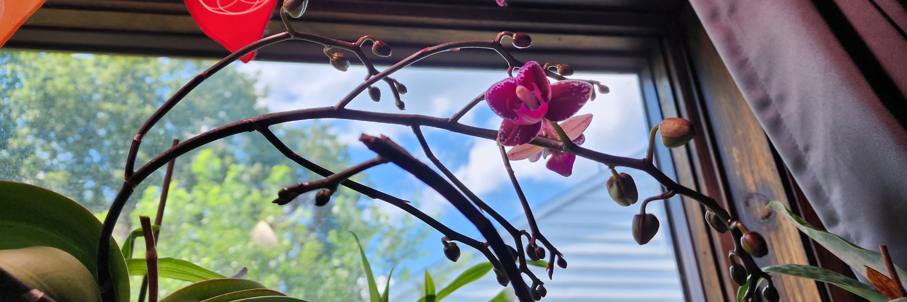 Orchid Nerd