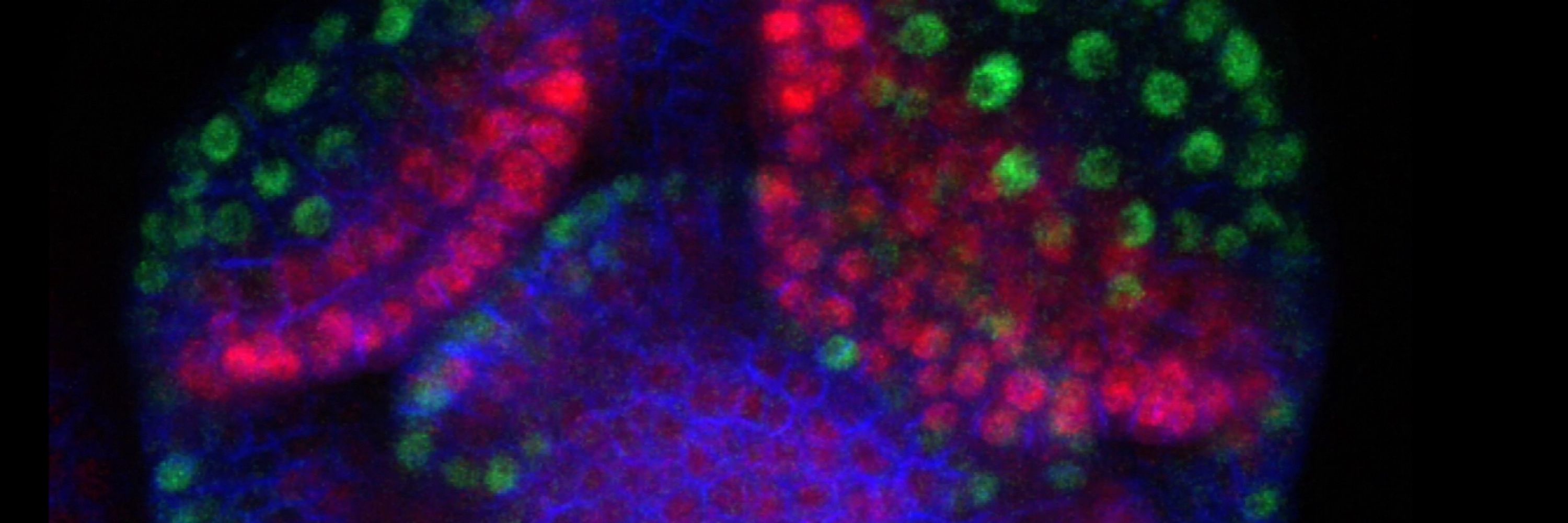Heisler Lab