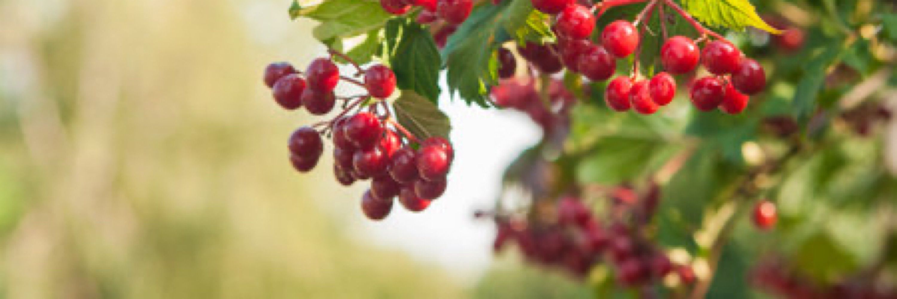 Order of the Guelder Rose