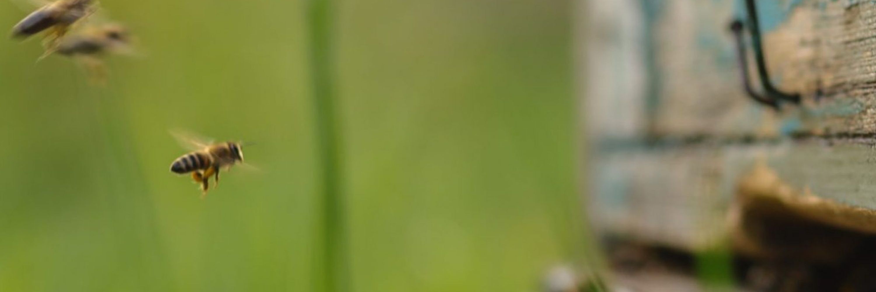 CitizenScience IO