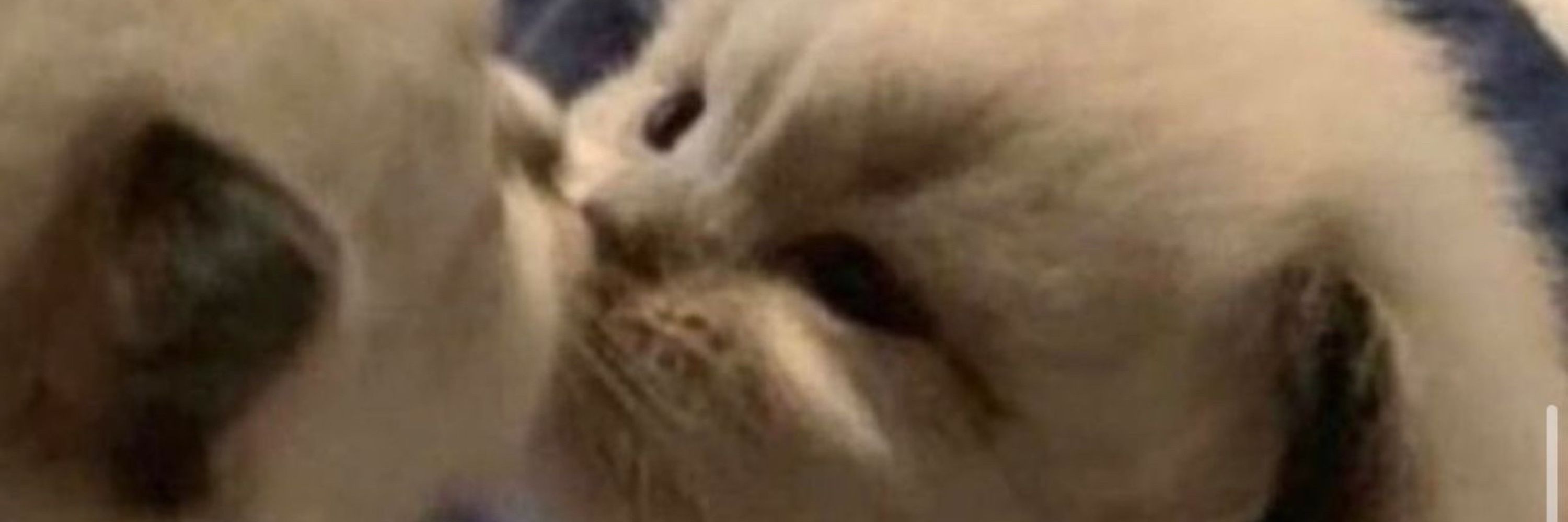 Baguette