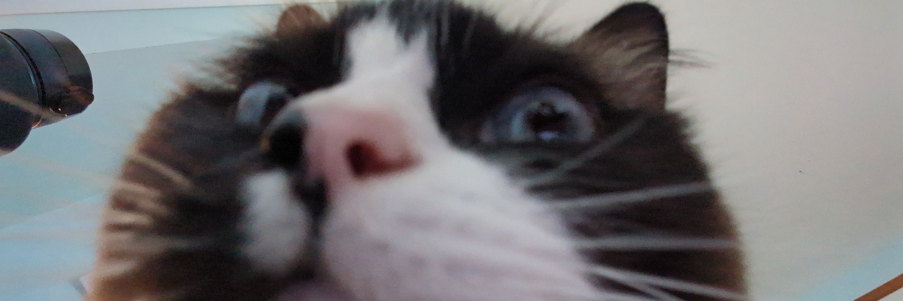 jack