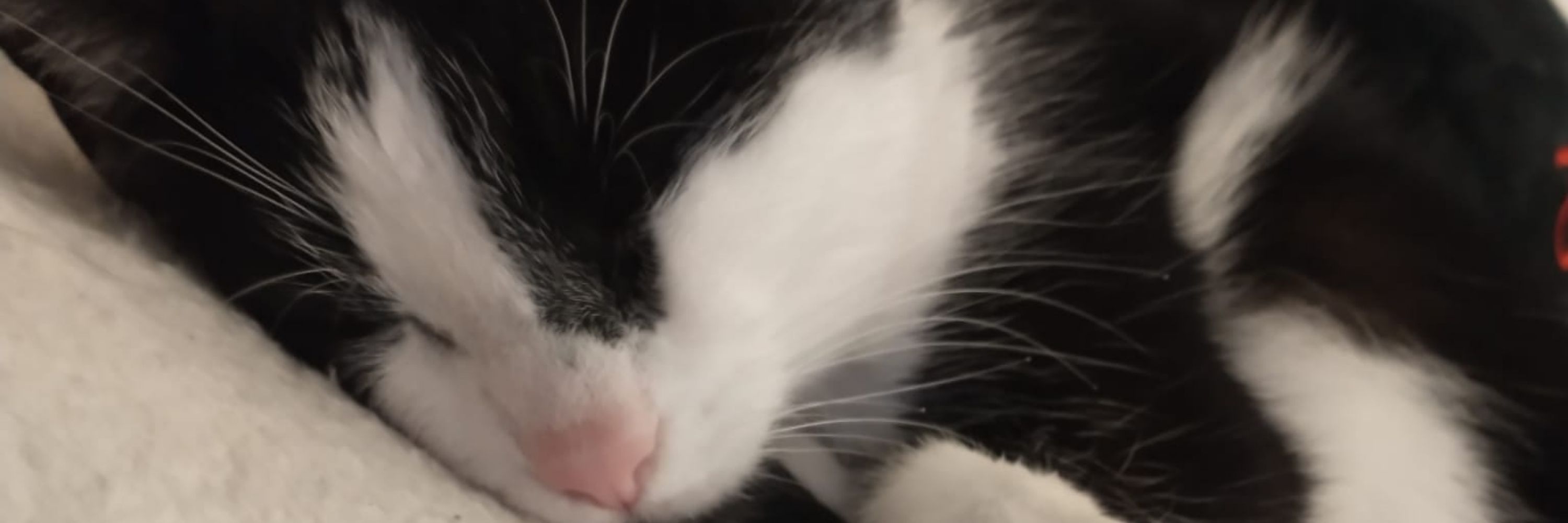 Flauschefee