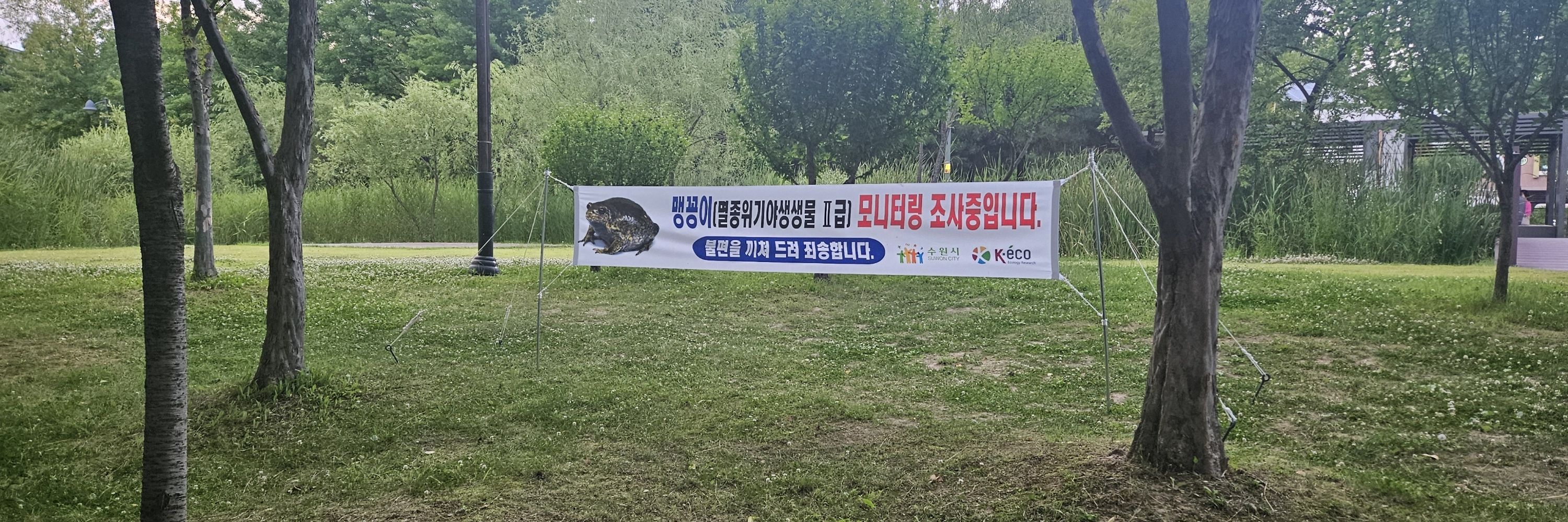 복치치