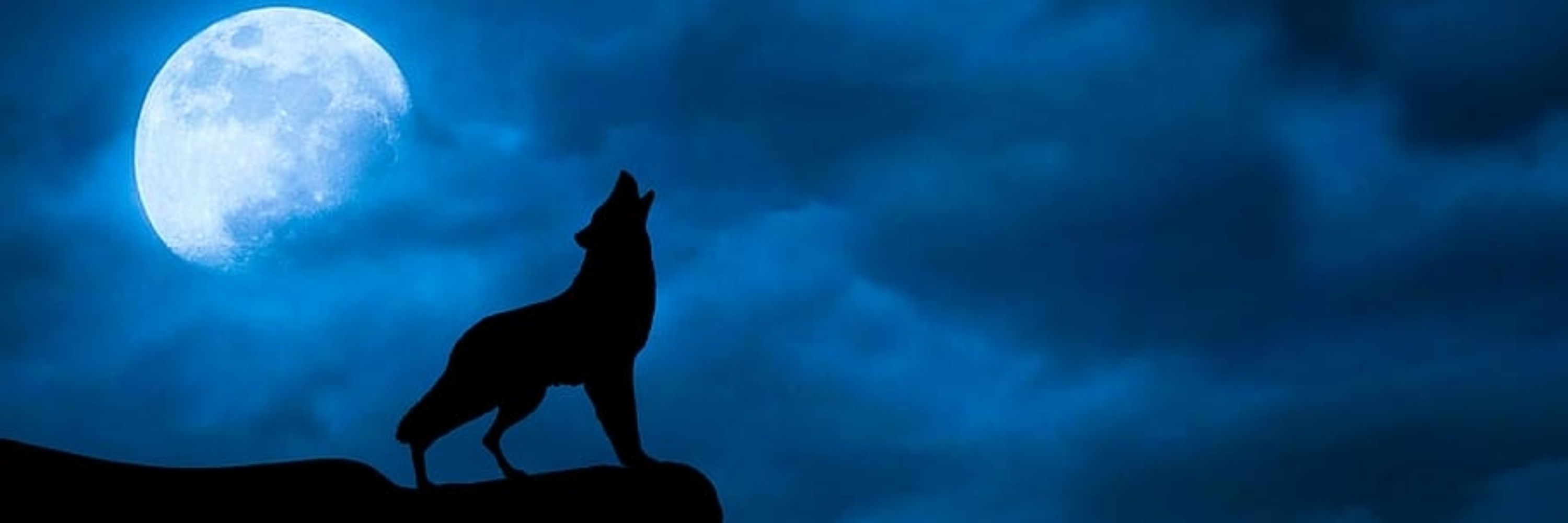 Wolf Lycann