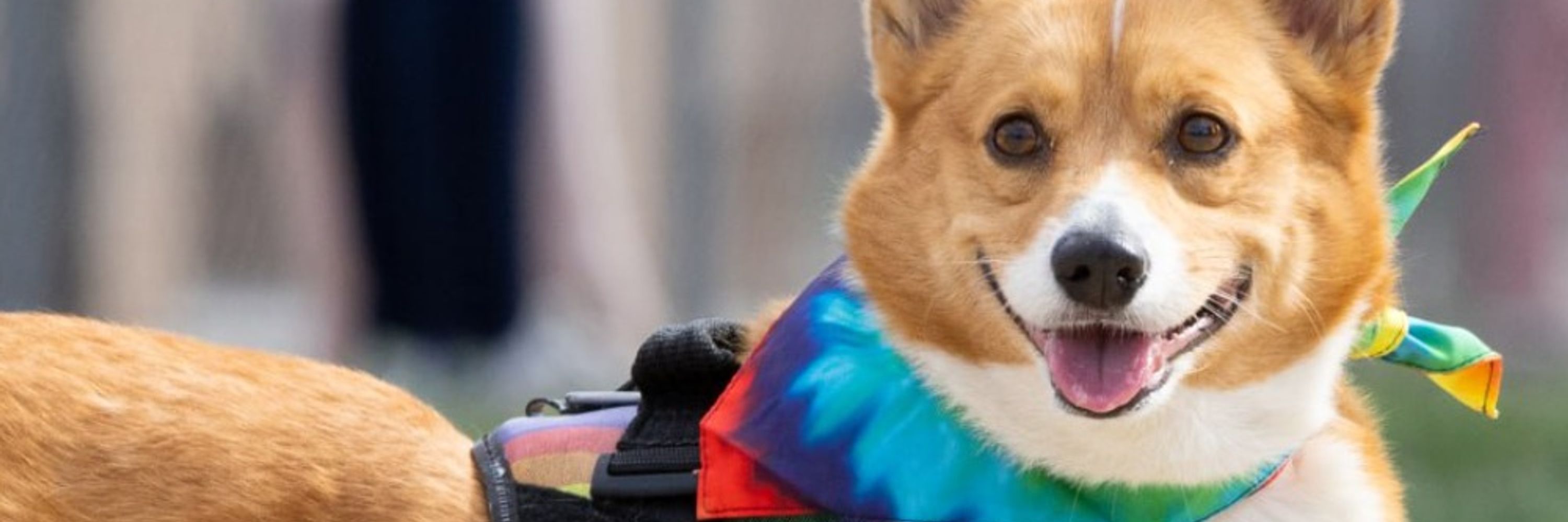 Emerald Corgi