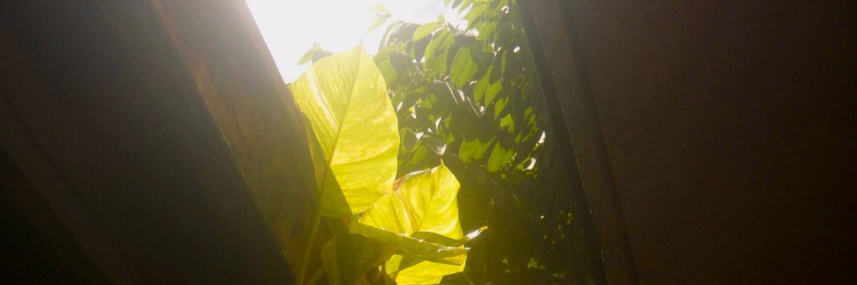 Leafy