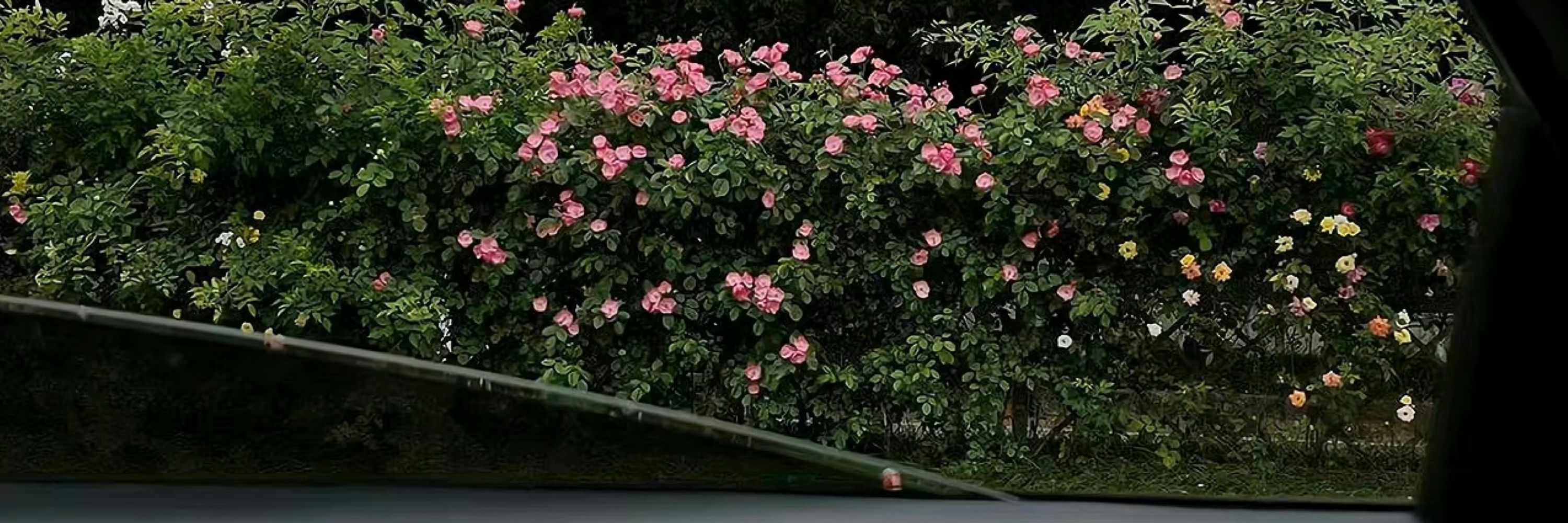 欲