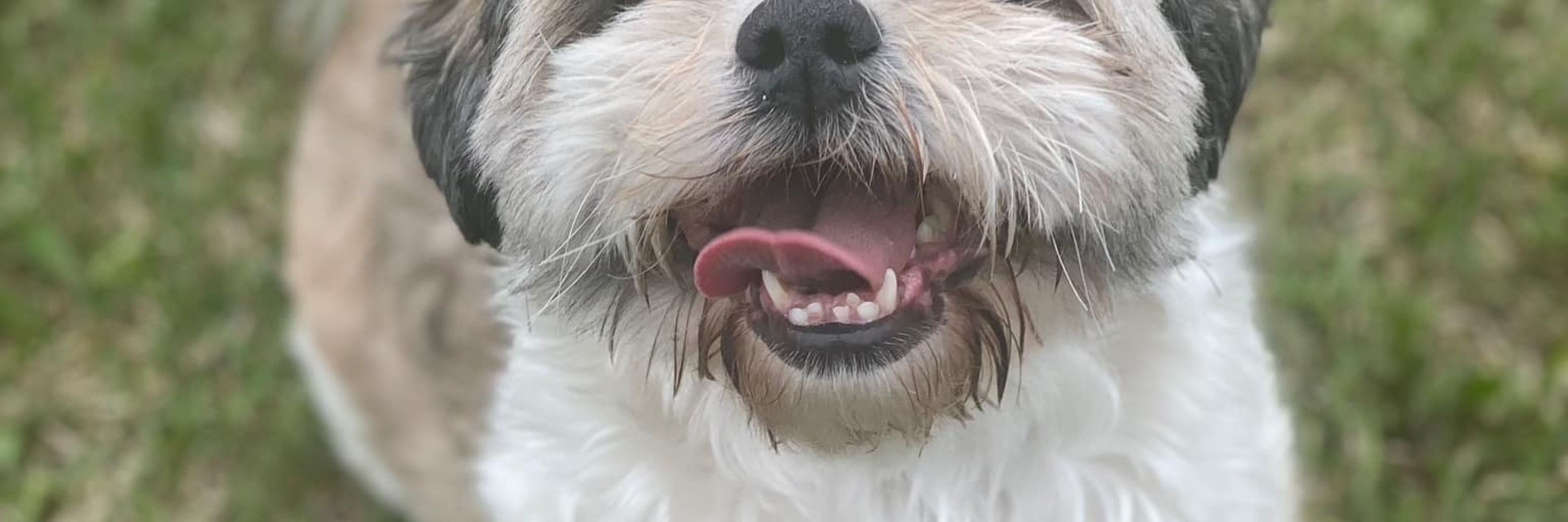 Jo