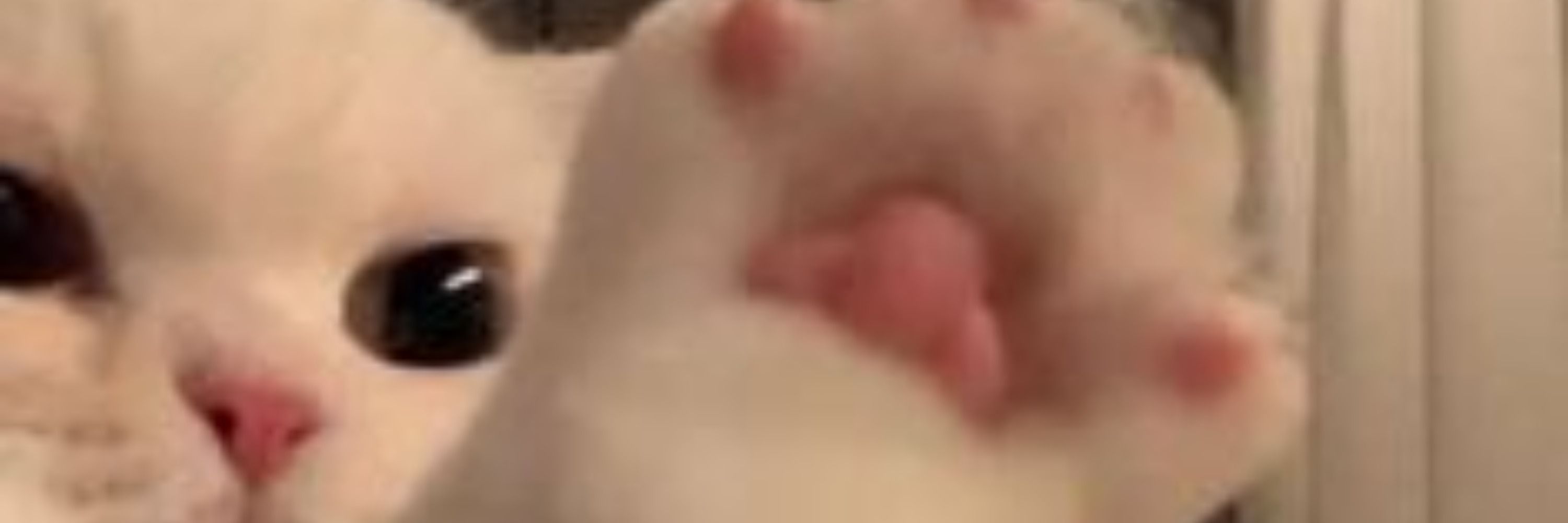 Wakki