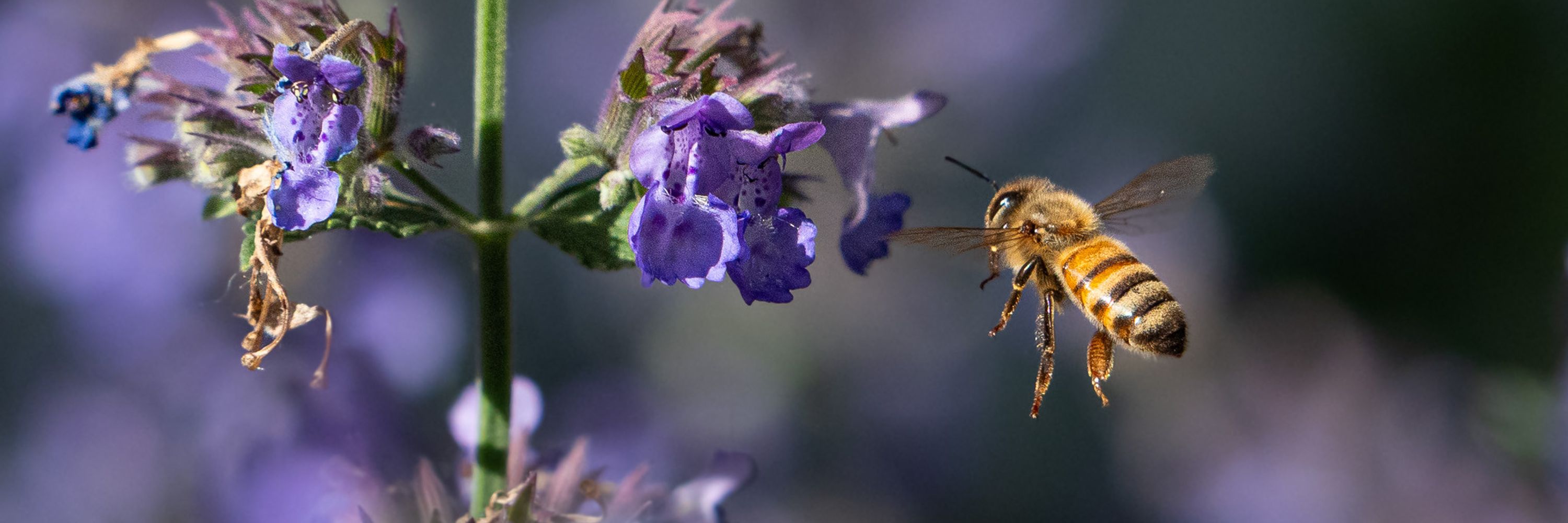 David Bielenberg Wildlife Photography
