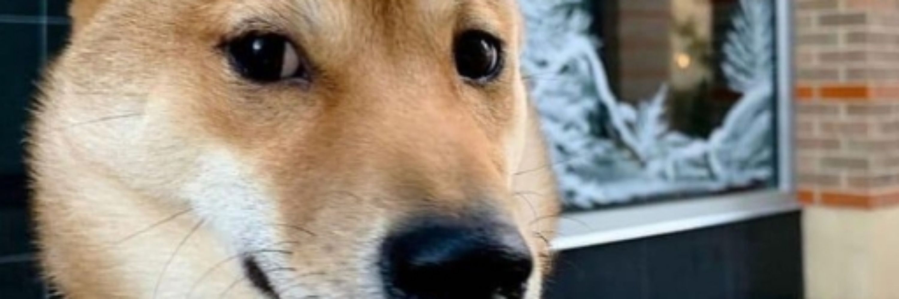 🦴 Joe the shiba inu 🐕