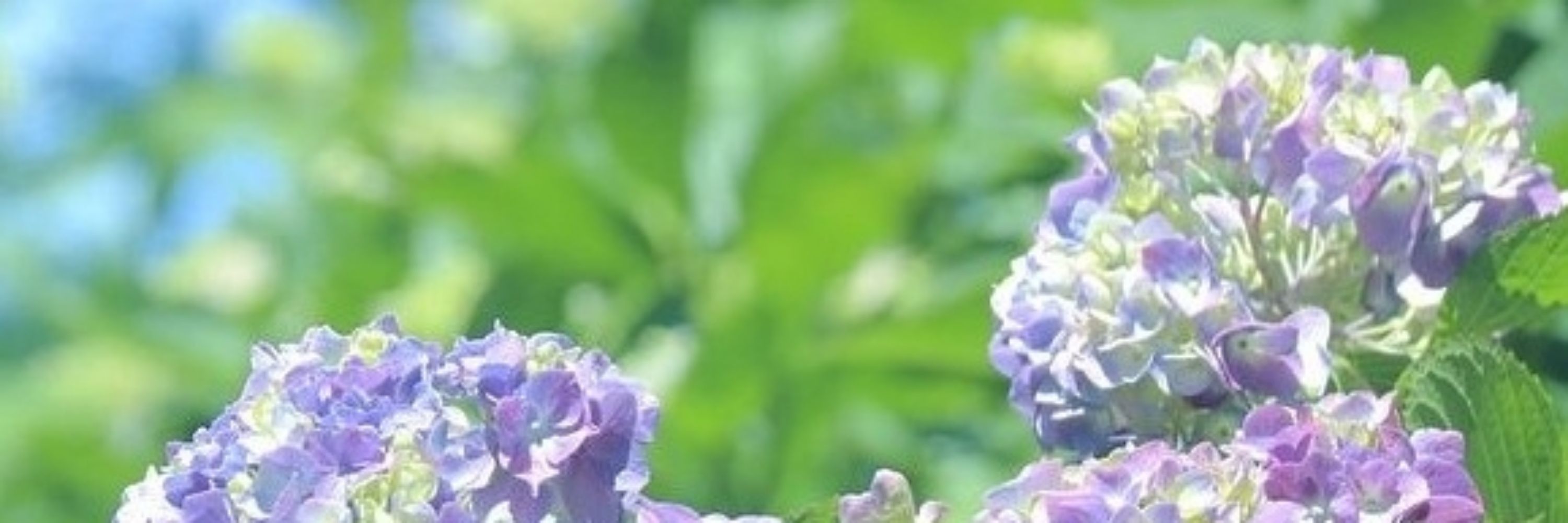 へきちゃ