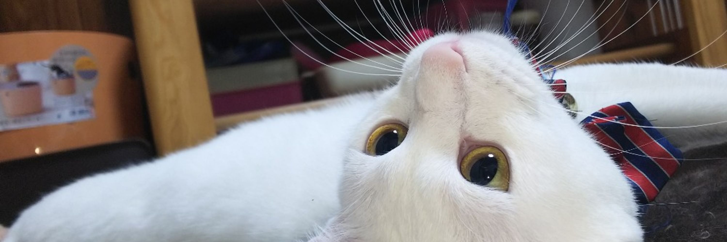 せっちゃん