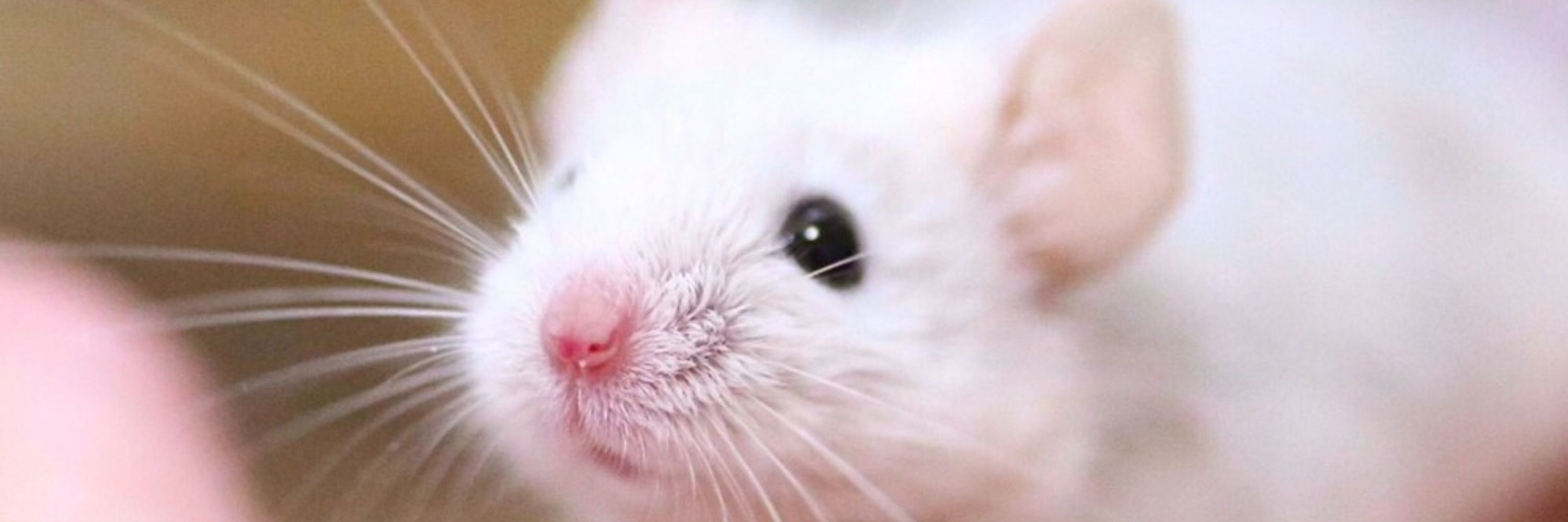 Squeak