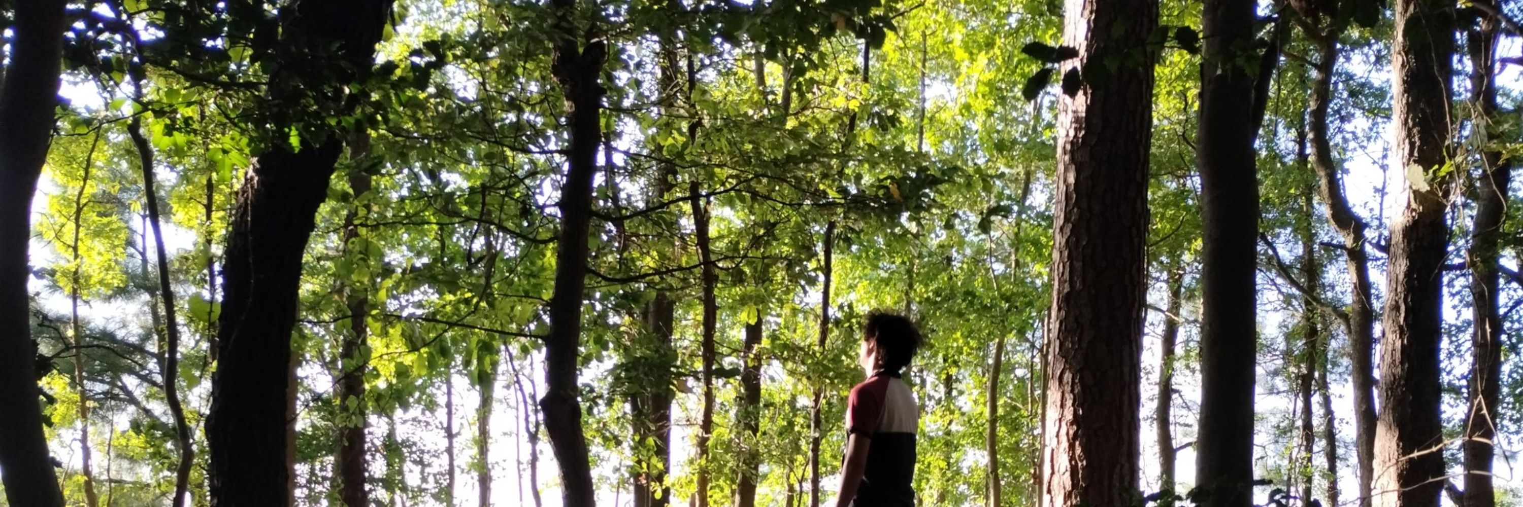 Wandering Dilettante