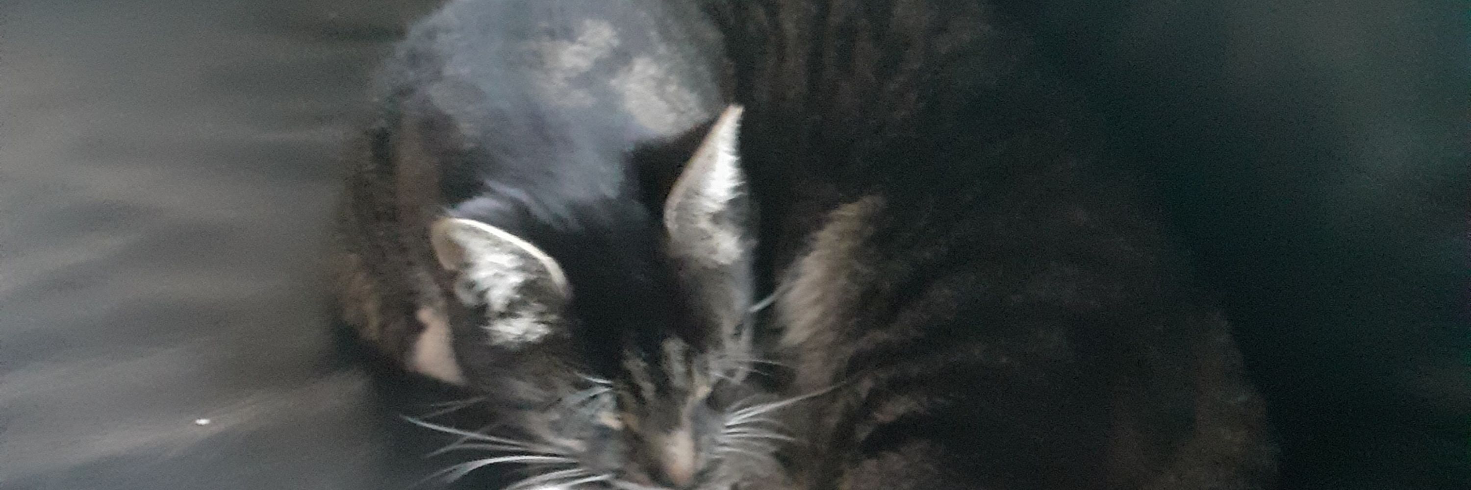 doughnut_cat