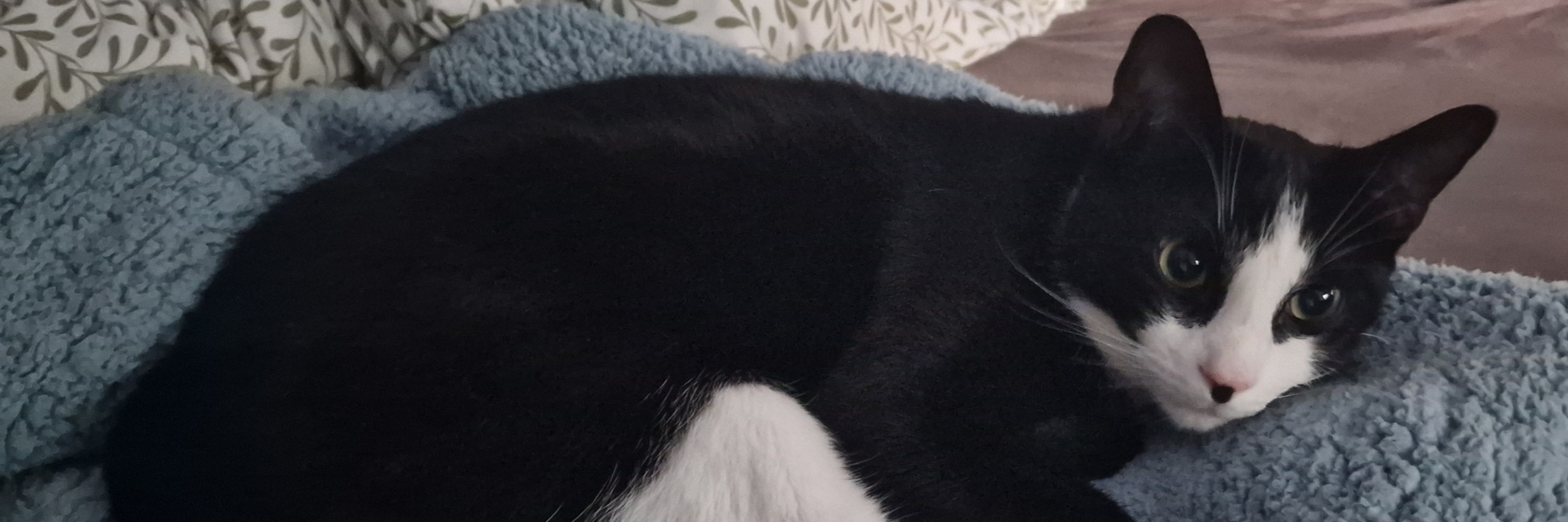 Hunter the Cat 🐾🖤🤍