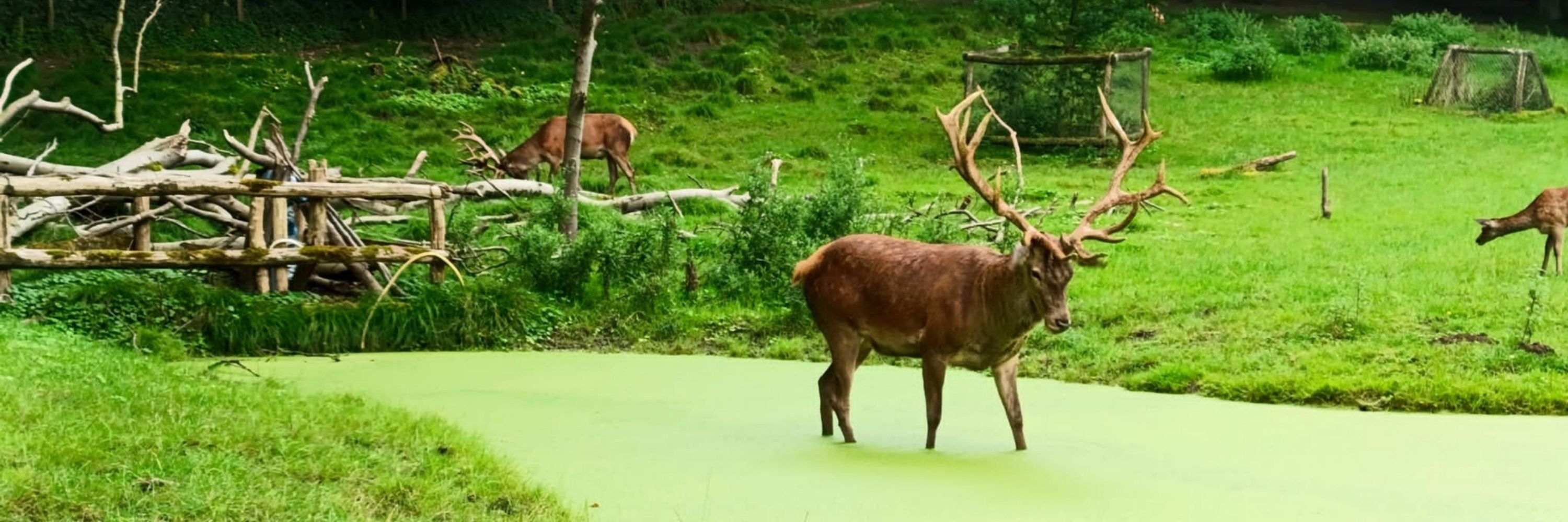 Fawna 🦌❇️
