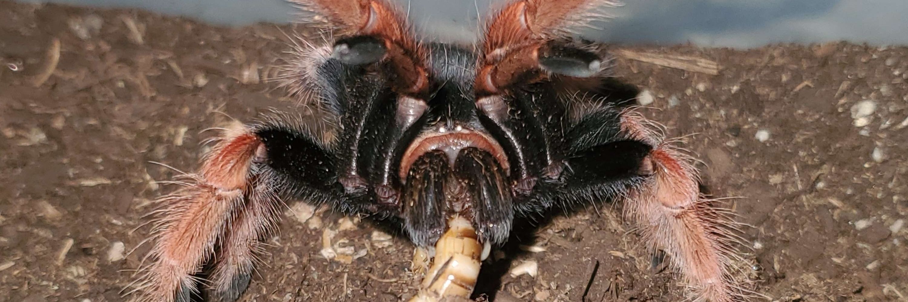 🧡🕷️PyroMRN🦂🧡🇮🇪