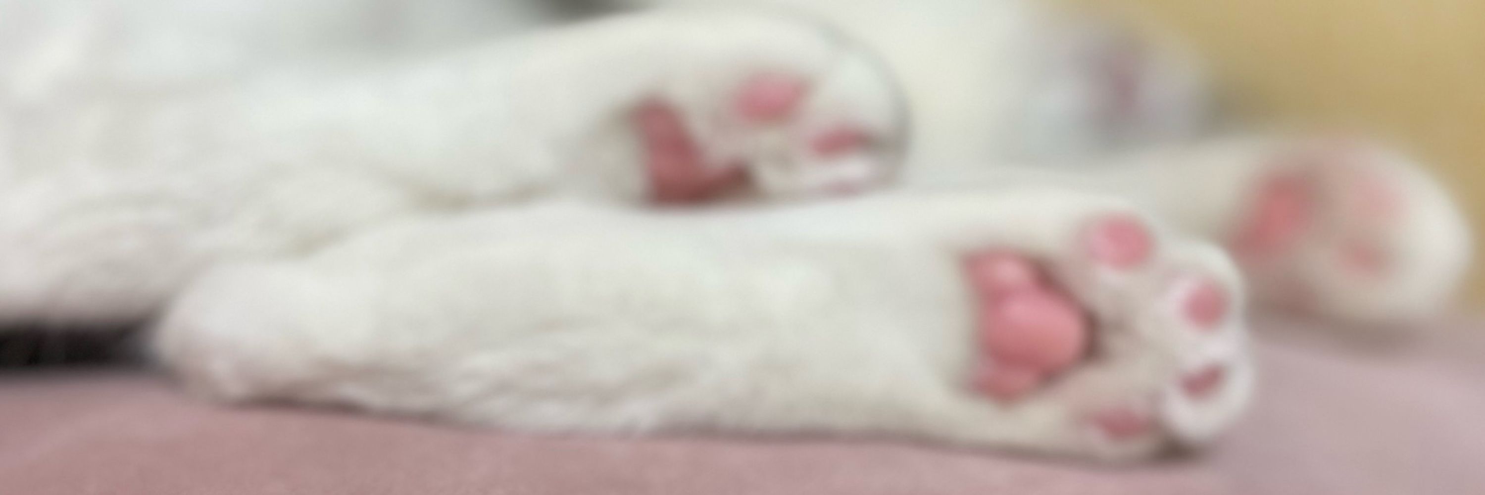 柊みこと🐱