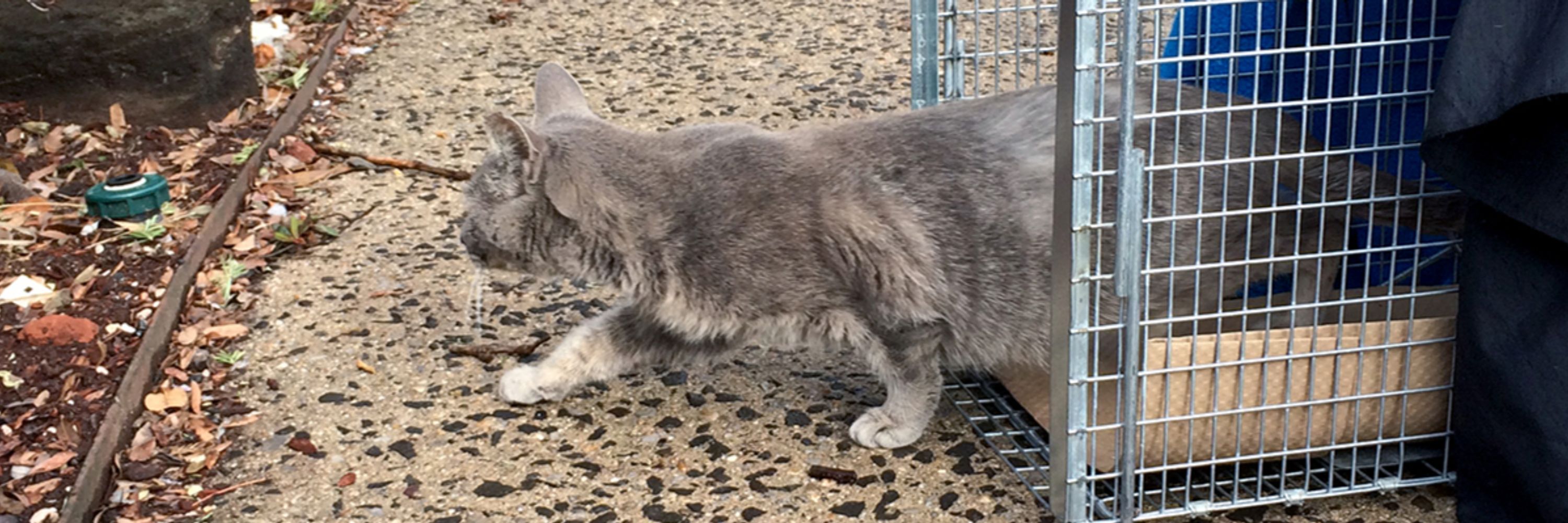 Bideawee's Feral Cat Initiative