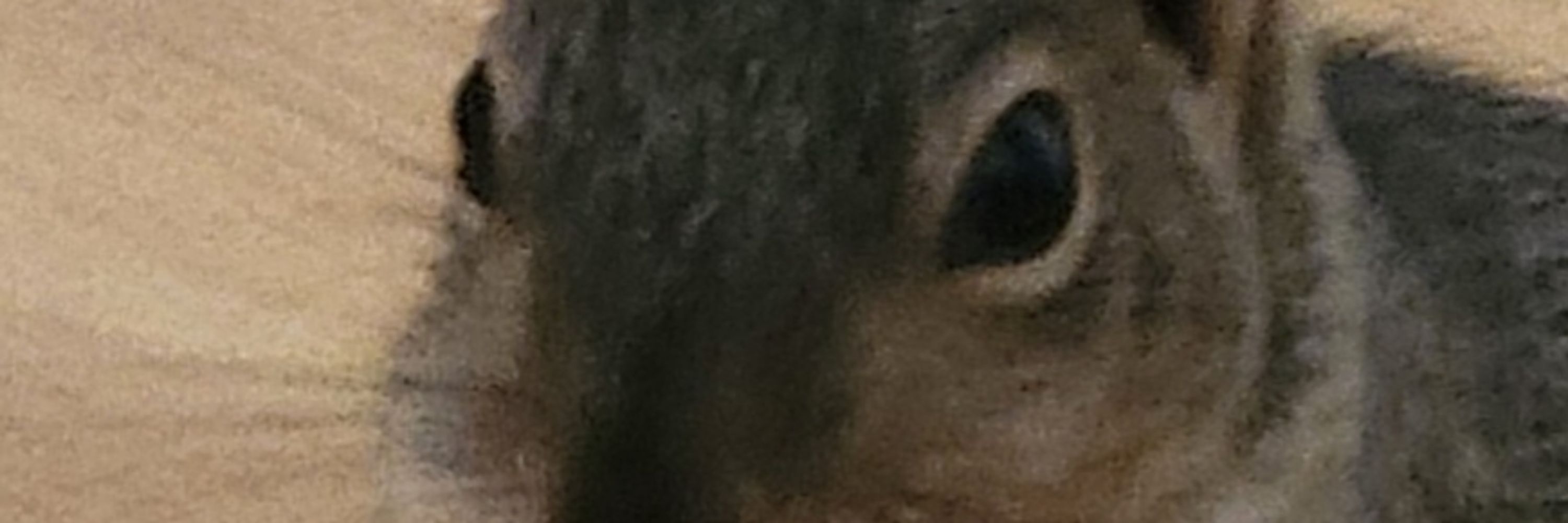 Flippant Human