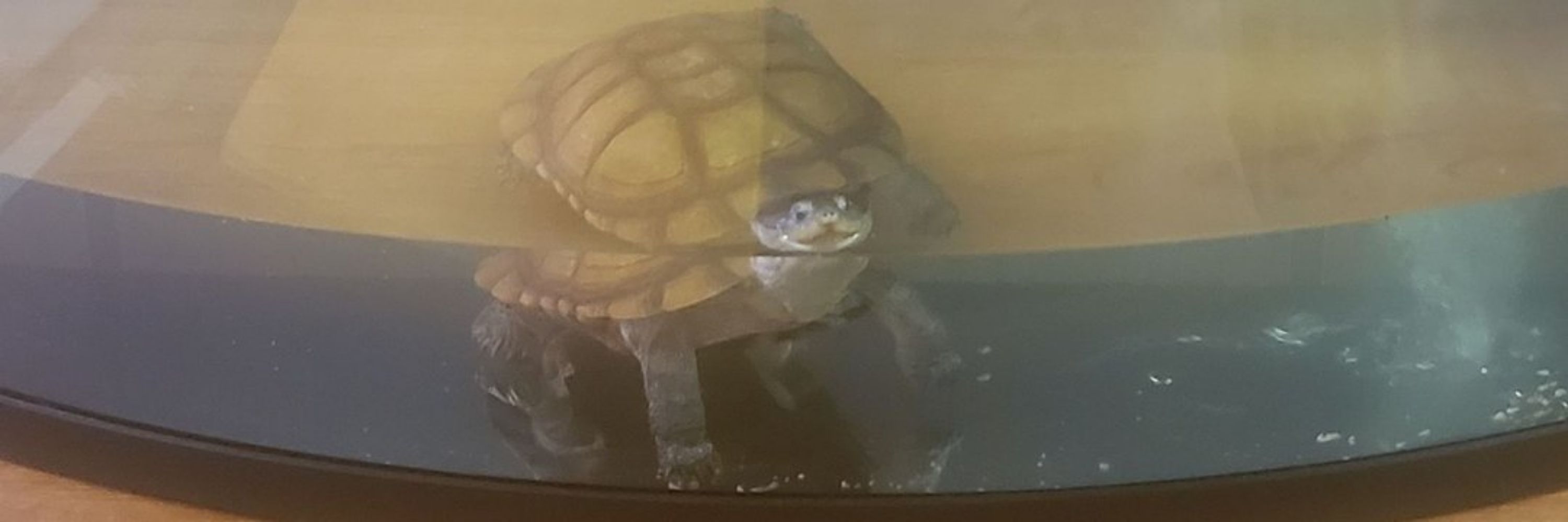 Nate, Fan of Turtles