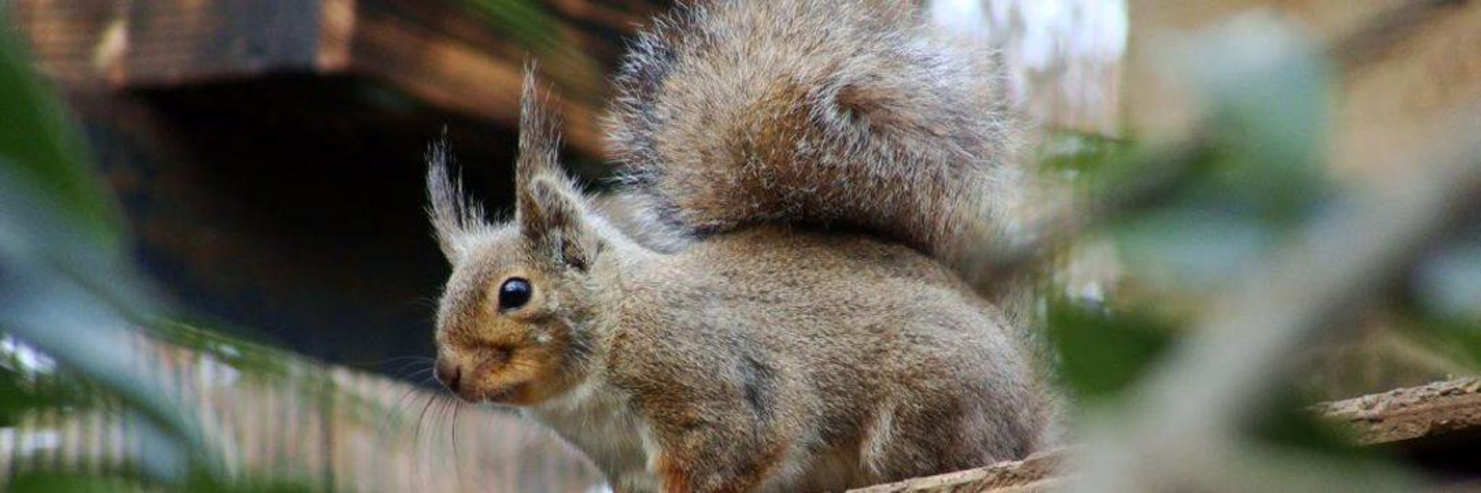 FreakSQuirreL 🐿️