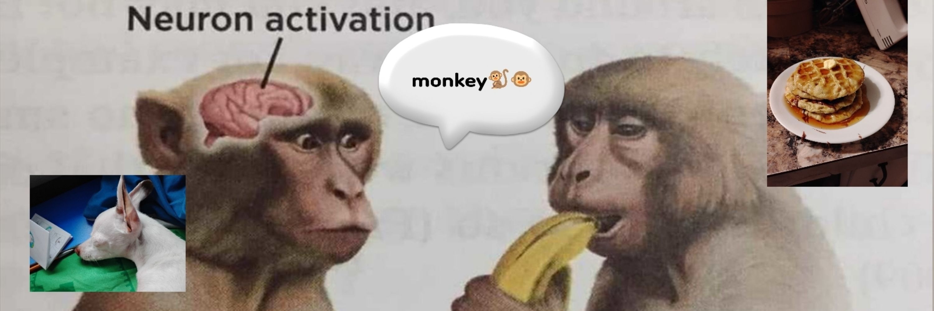 Monke ball 6000