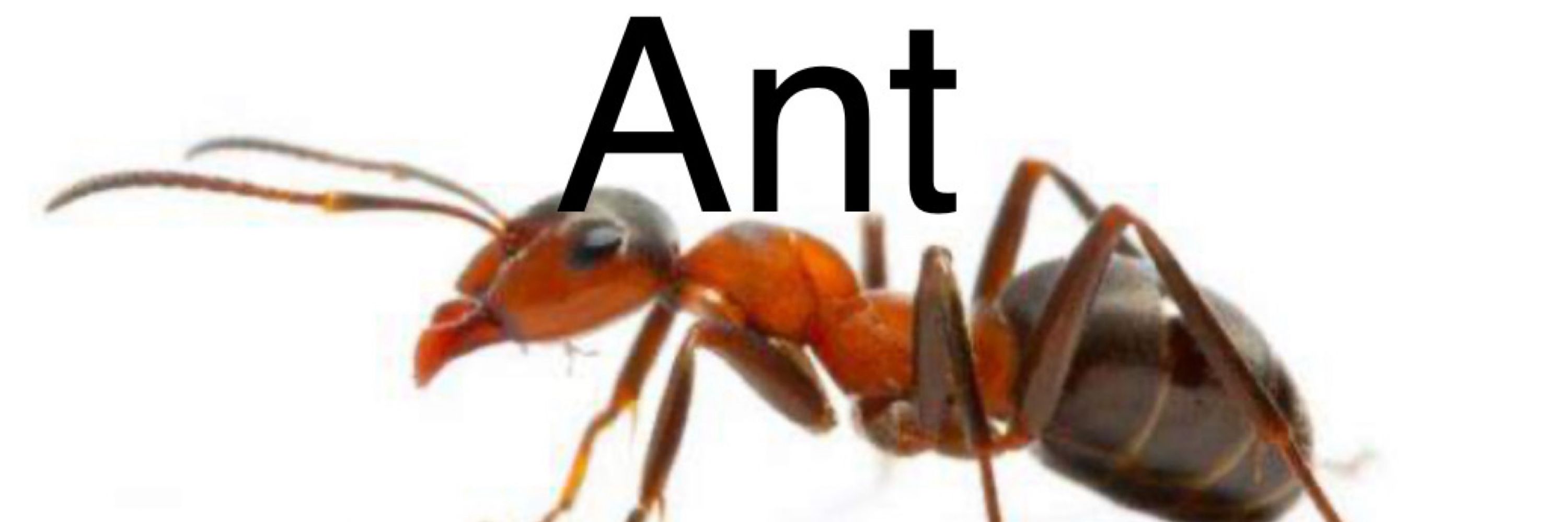 Typical Ant-Man Fan