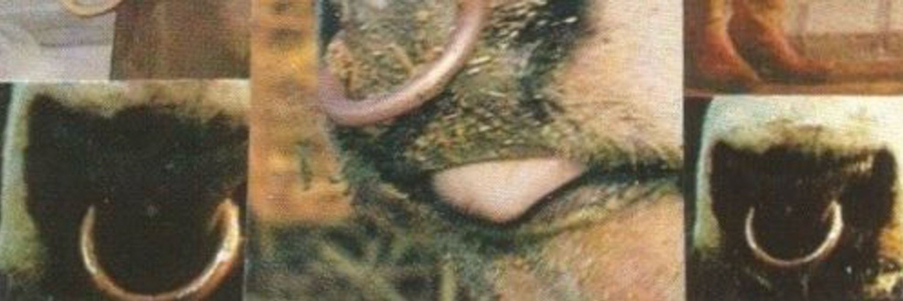 Namelesscryptid