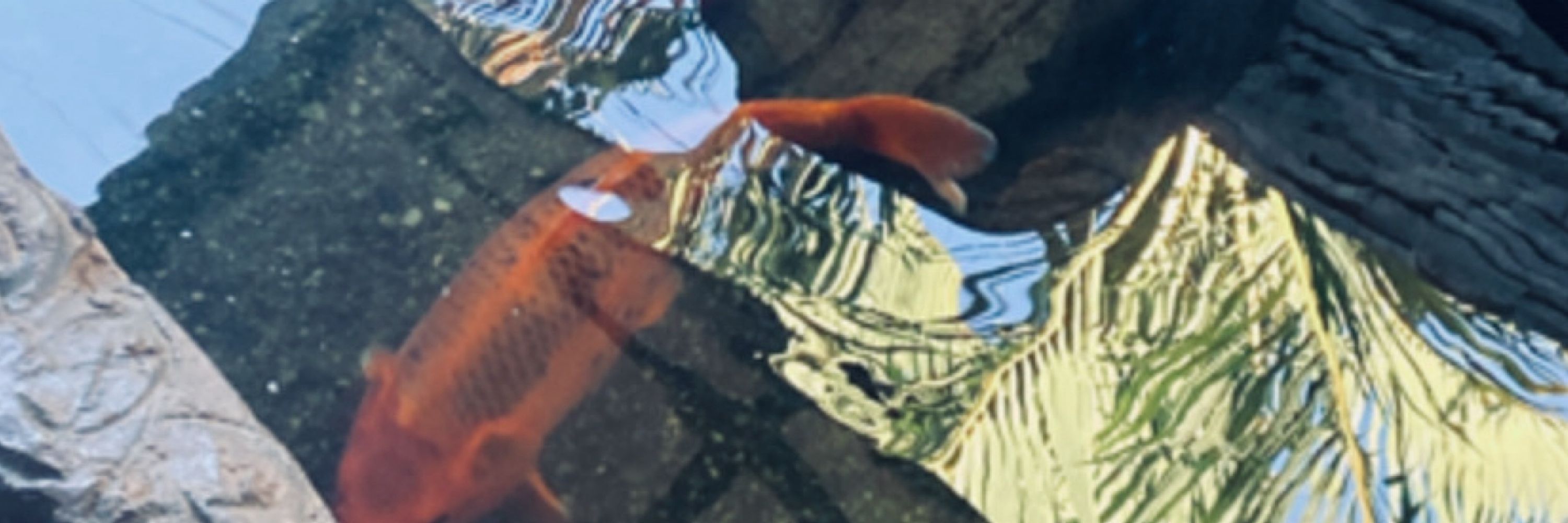 T’
