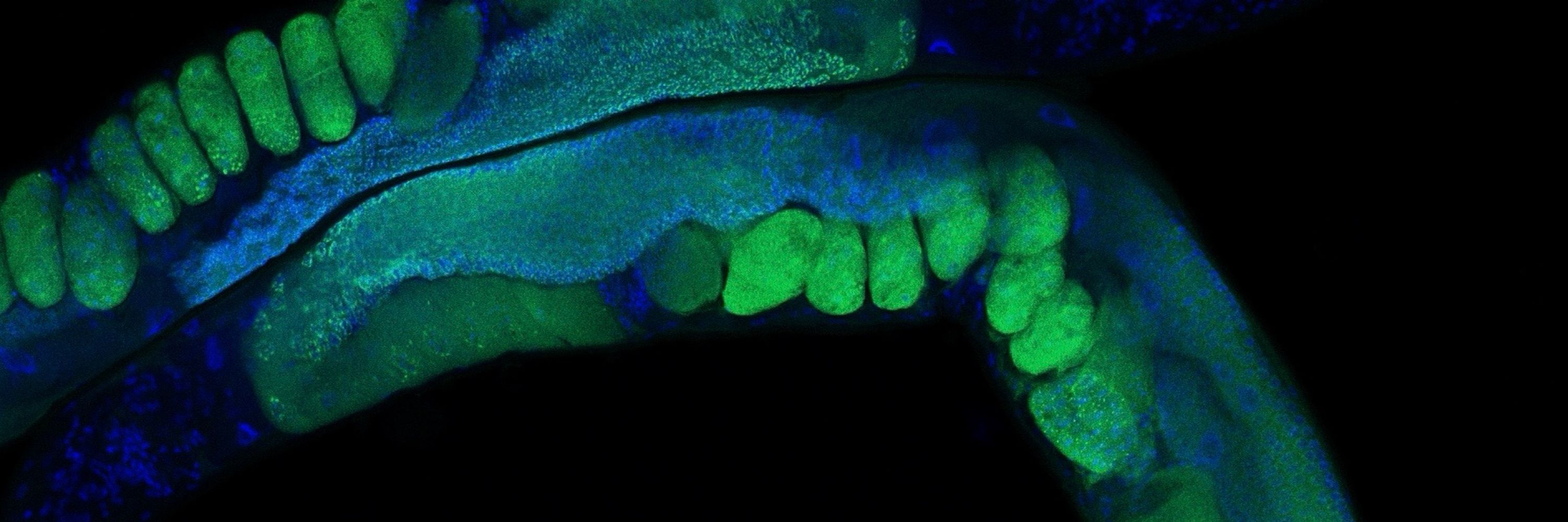 Amanda Charlesworth PhD