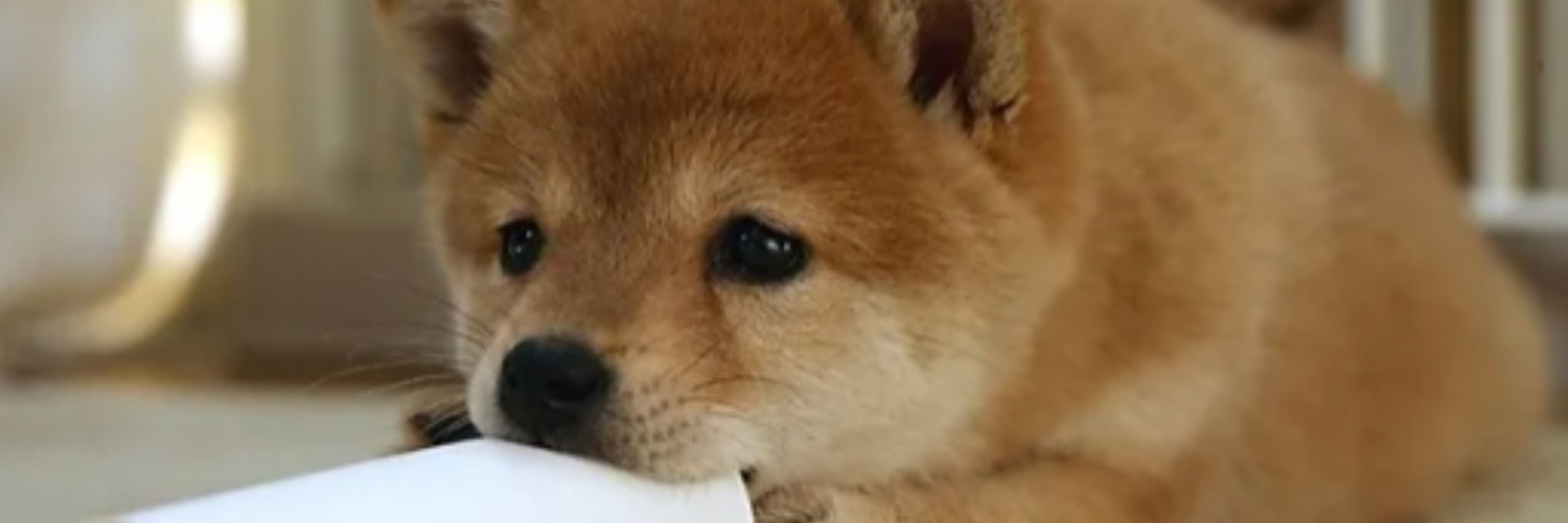 Dog Ninja