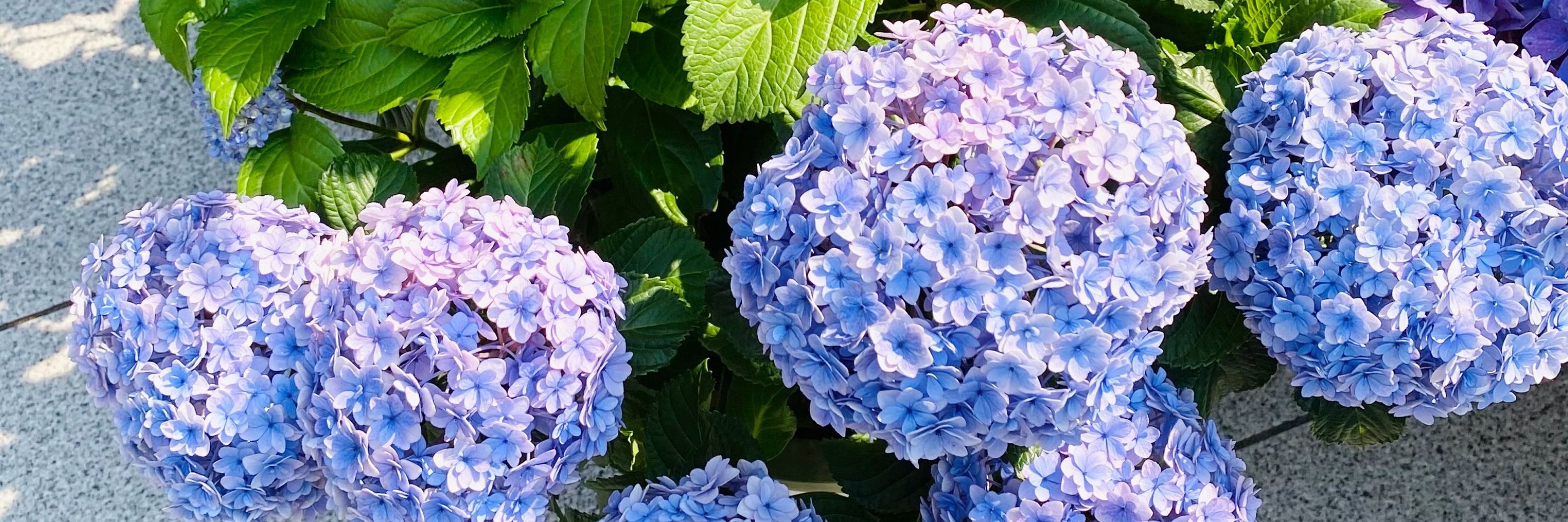 ｼｬ