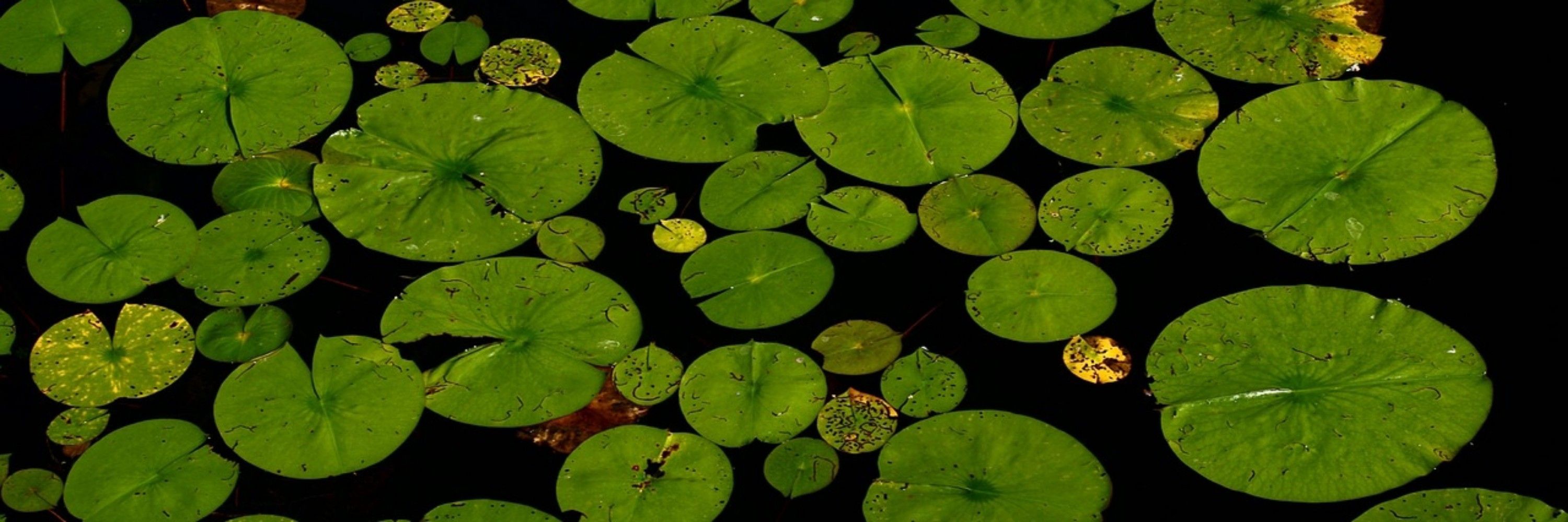 NéNuphar