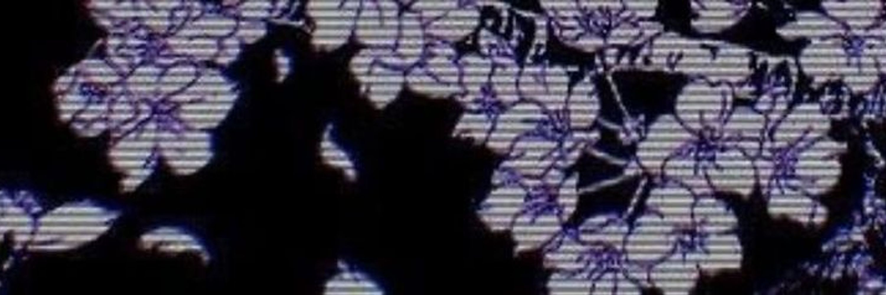 vani 🕸️