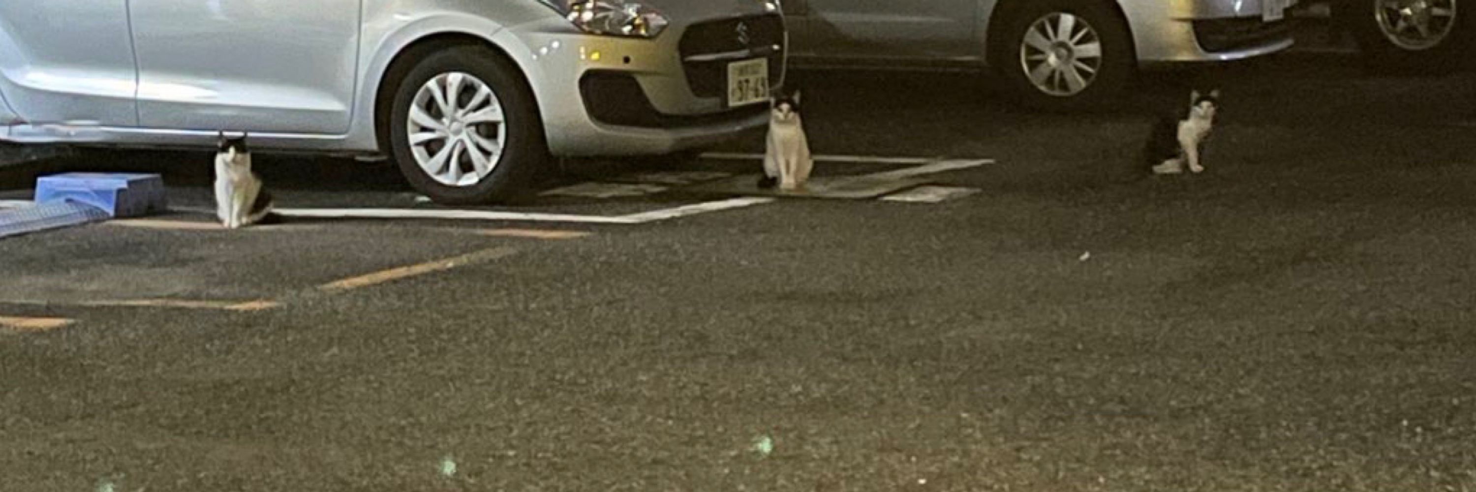 수박