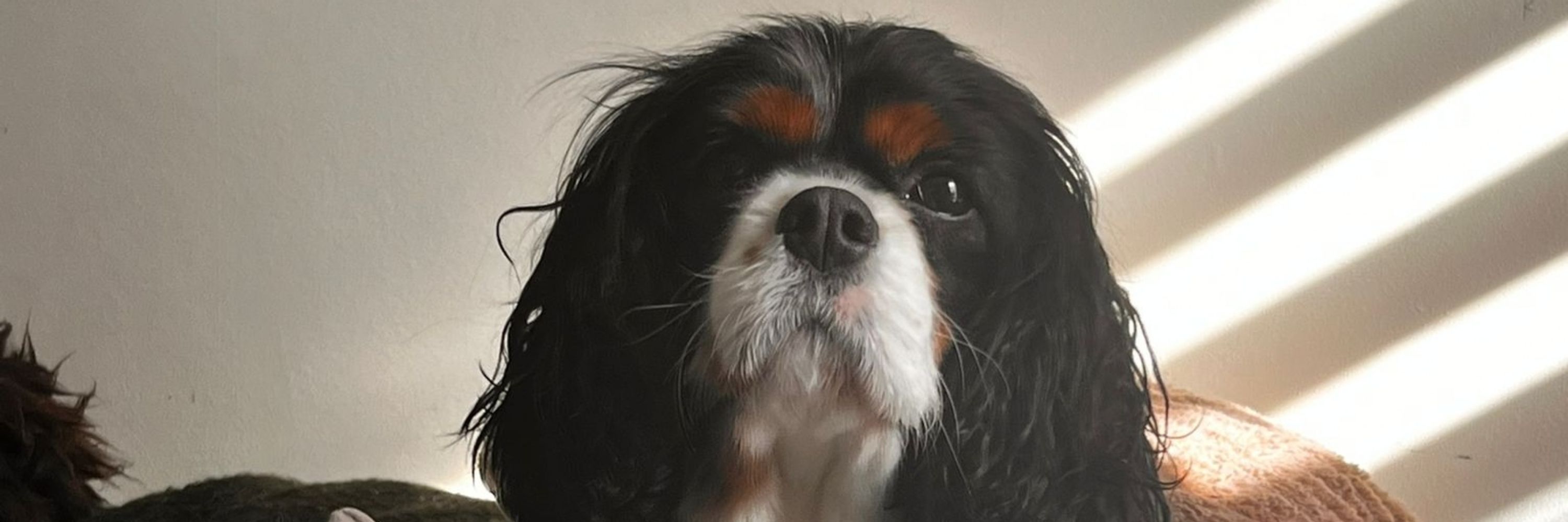 fluffybee