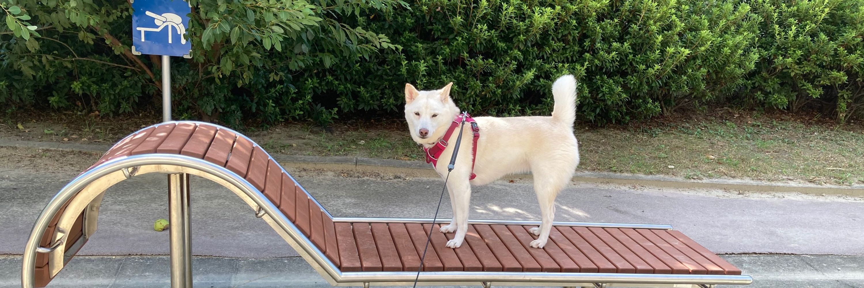 Ham & Shiba