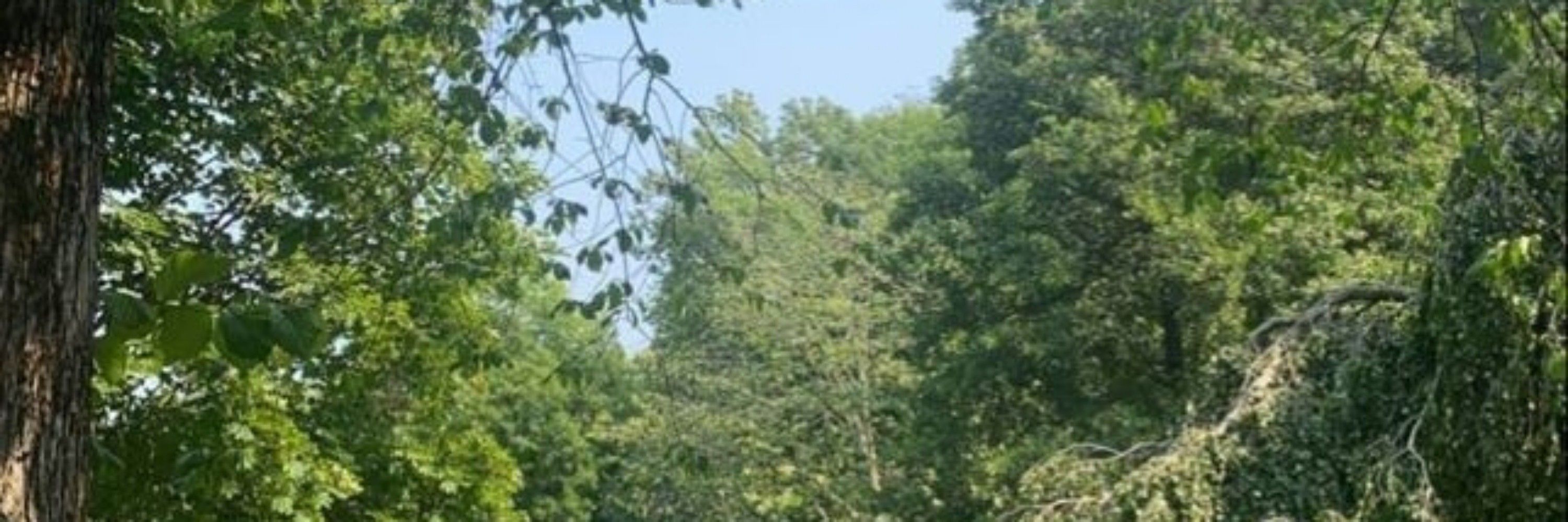 Tika