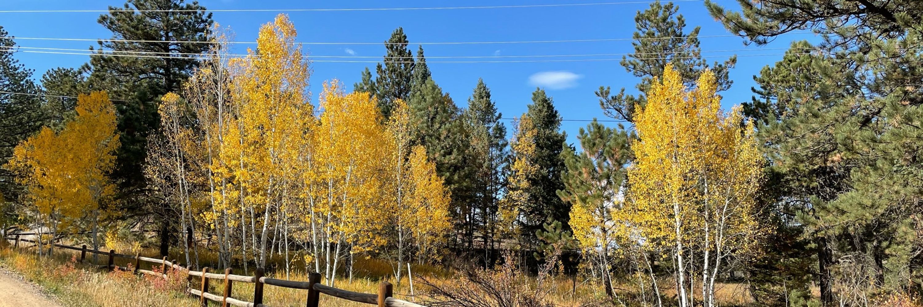 Limber Pine