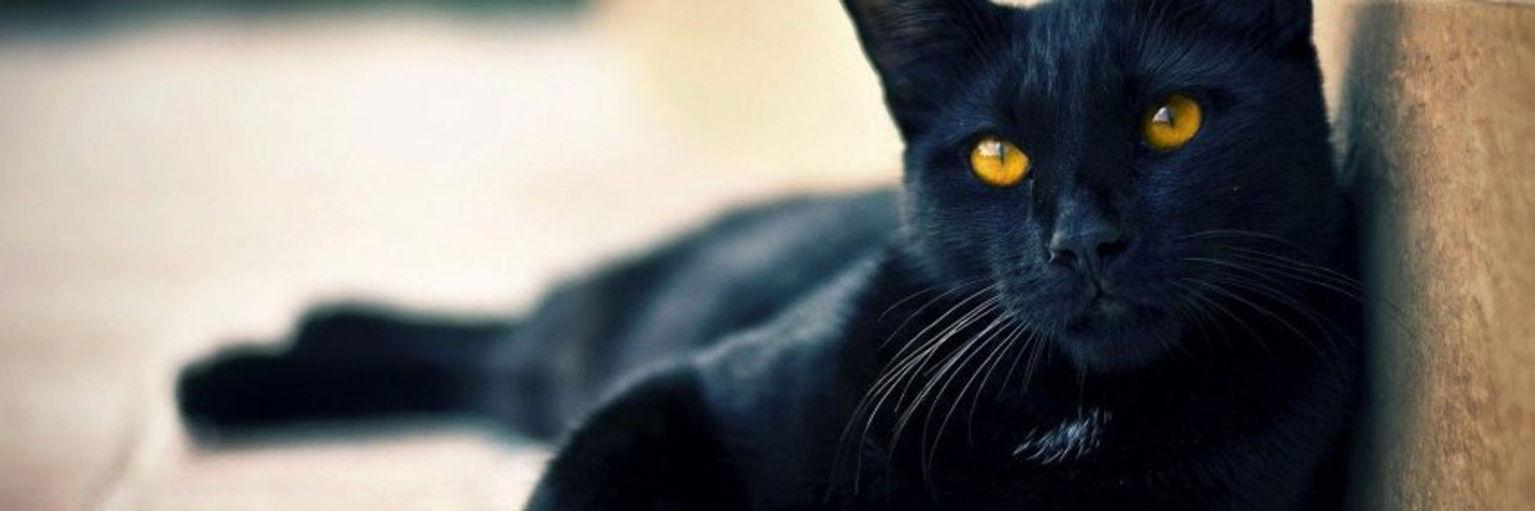 TH3BLACKCAT2000