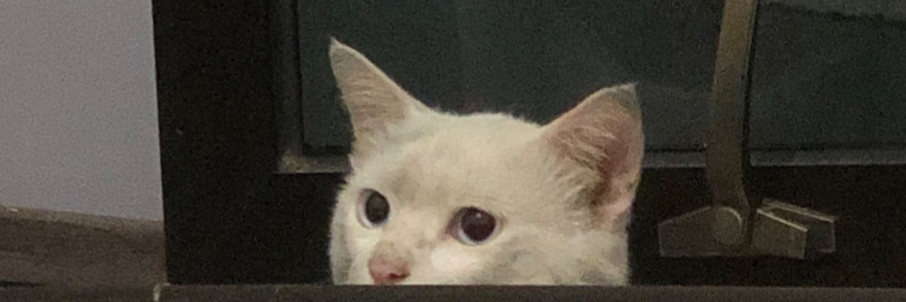 bili
