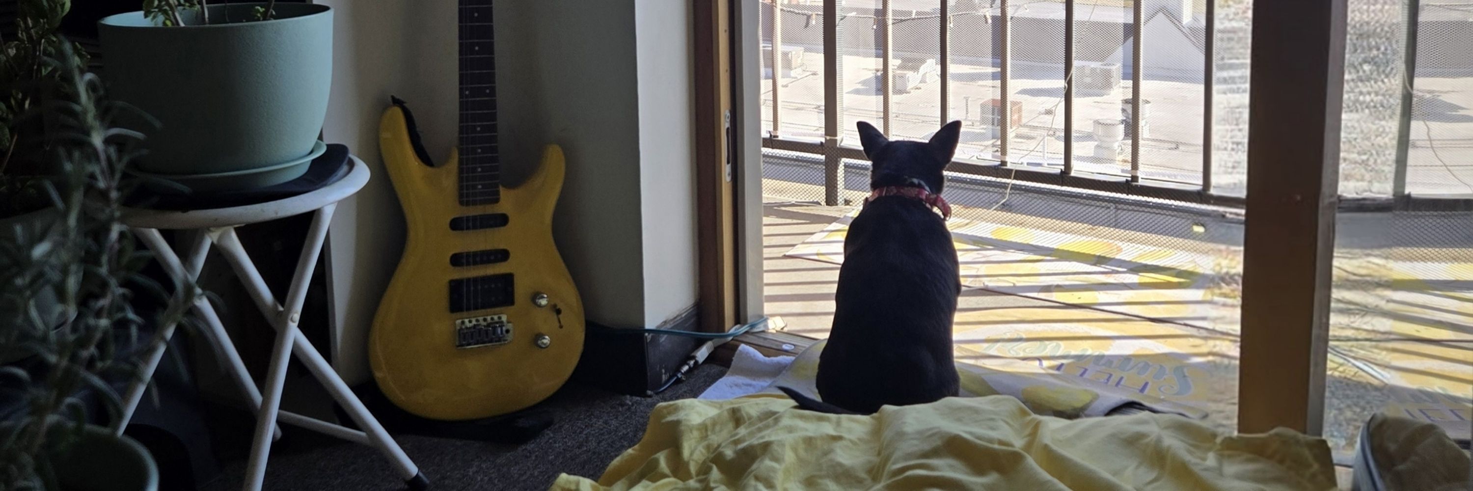 Stewart the Chihuahua
