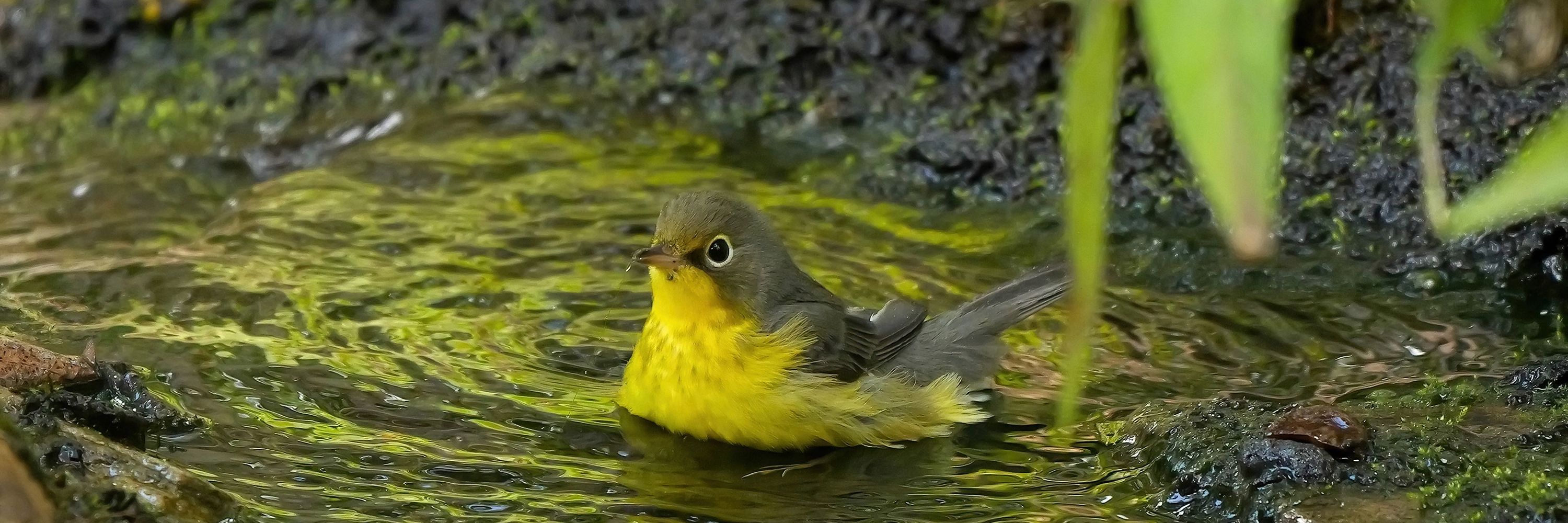 Live2bird