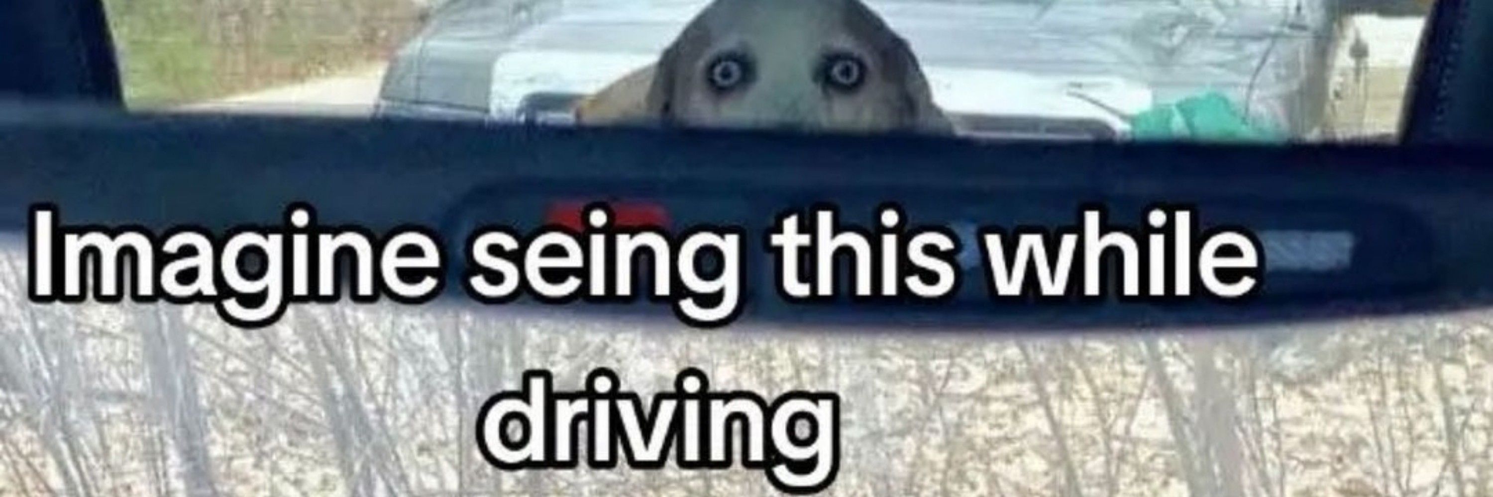 You have my seal of approval~ 🦭💖