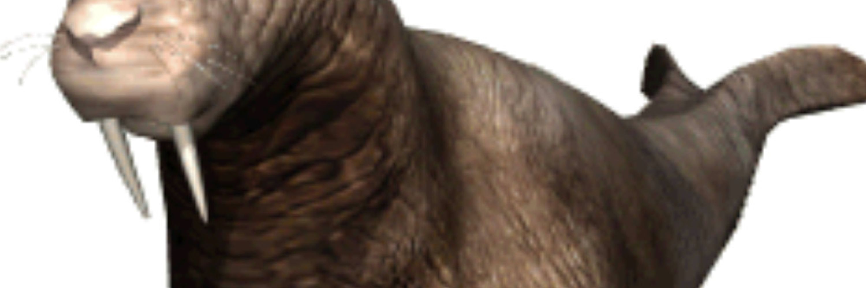 Pkunt